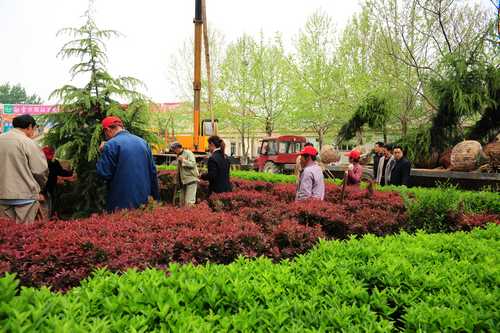 县住建局：推进春季绿化翻土工作 为鲜花种植做好准备